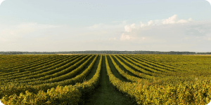 Emitimos o 1º  CRA do Brasil com risco híbrido (corporativo + pulverizado)